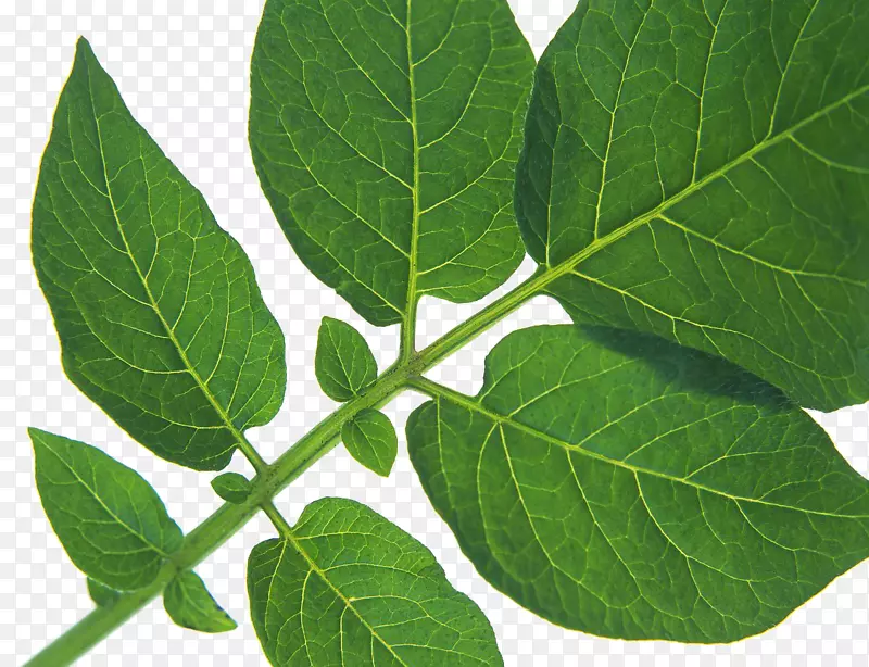 清晰的茎叶PNG图片素材下载_图片编号qlbbwzbq-免抠素材网