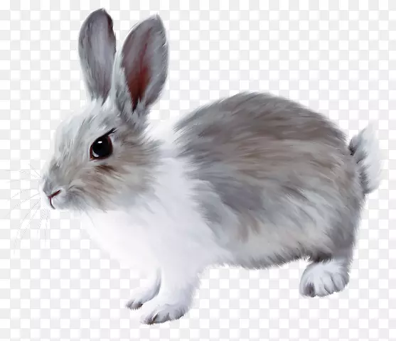手绘可爱的灰色小兔子
