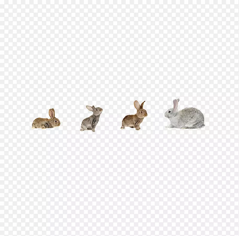 形状各异的小兔子