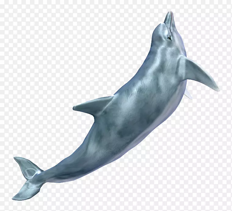 一只可爱的海豚