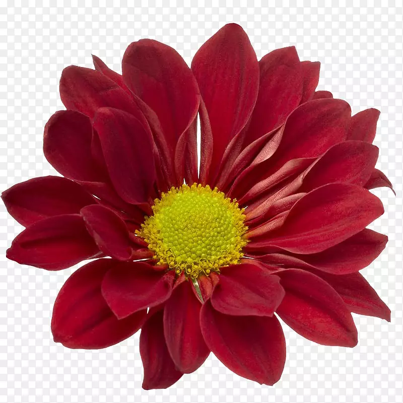 一朵红色的大丽花