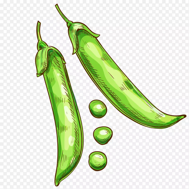 新鲜甜豆矢量插画
