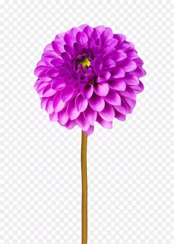 紫色植物卷起来的一朵大花实物