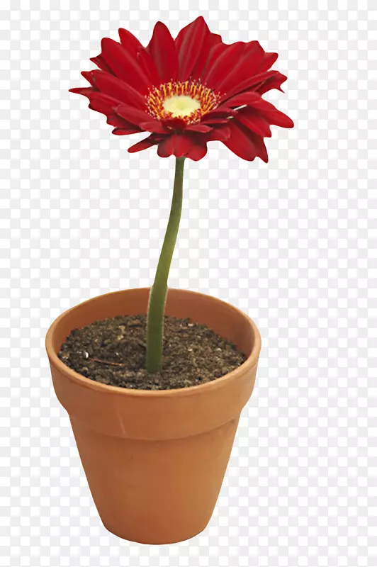 红色鲜艳的种在花盆的一朵大花实