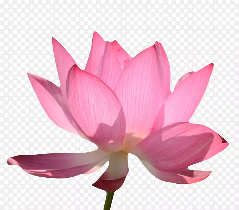 粉红色有观赏性透明的一朵大花实