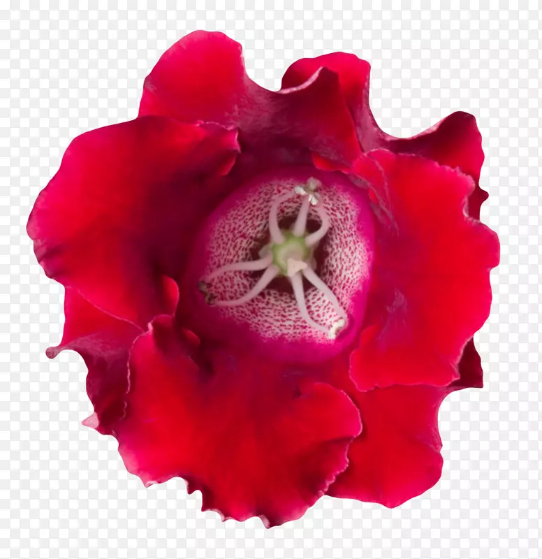 红色有观赏性没盛开的一朵大花实