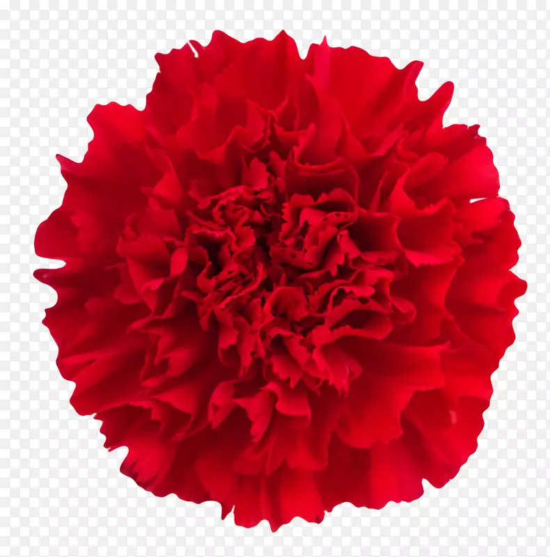 红色鲜艳的茂盛的一朵大花实物