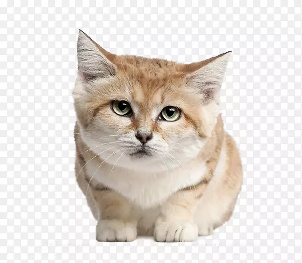 可爱的小猫素材图片