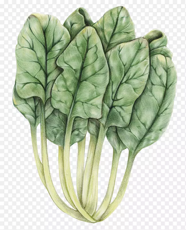 手绘卡通绿色蔬菜菠菜
