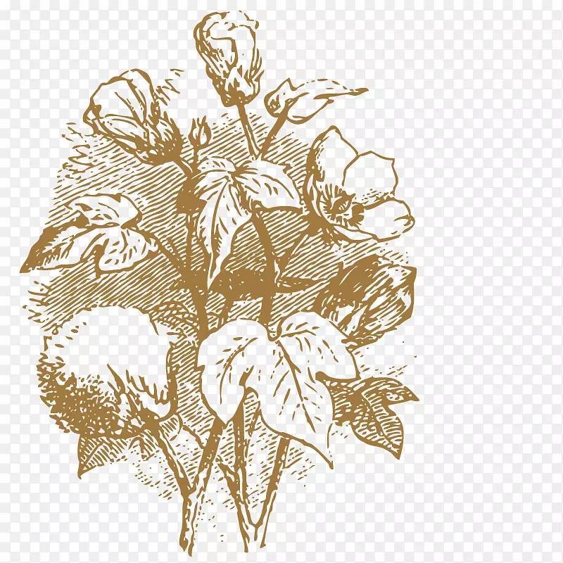 植物棉花