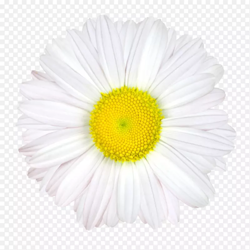 白色有观赏性黄色花芯的一朵大花