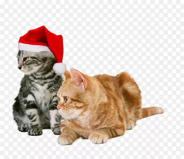 猫咪圣诞节元素
