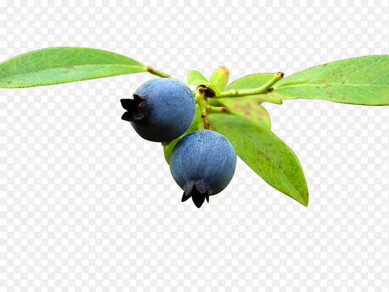 蓝莓-可口的蓝莓