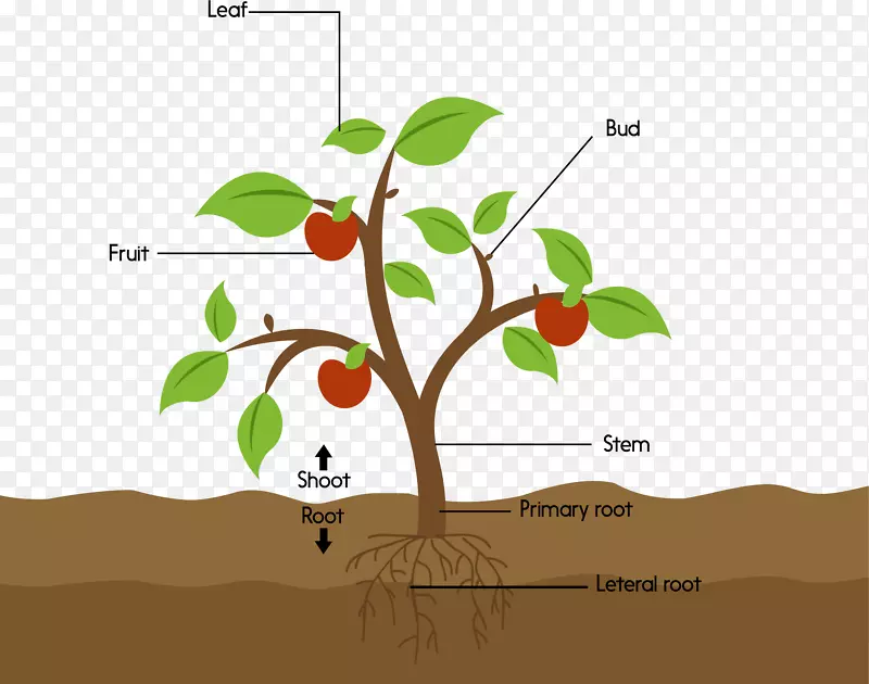 植物分解结构图