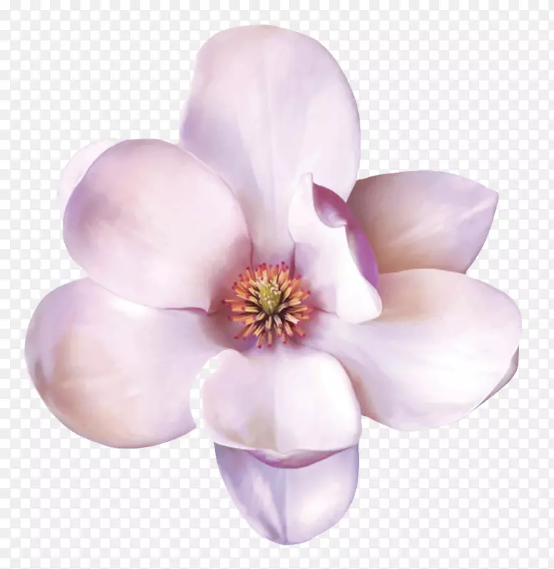 紫白色香味可见花芯的玉兰花瓣实