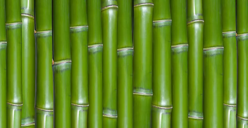 翠绿的竹子