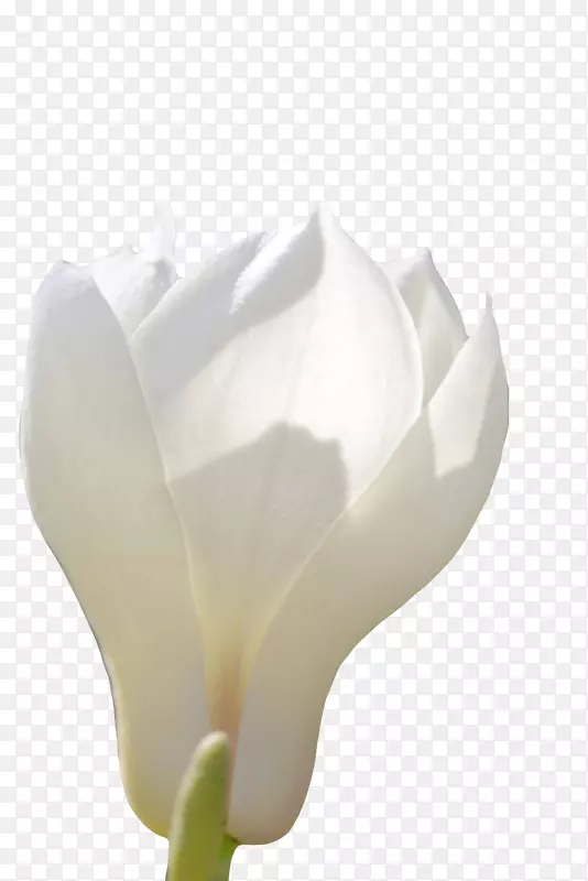 白色带香味明亮的玉兰花瓣实物