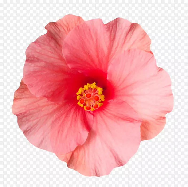 粉红色植物褶皱的一朵大花实物