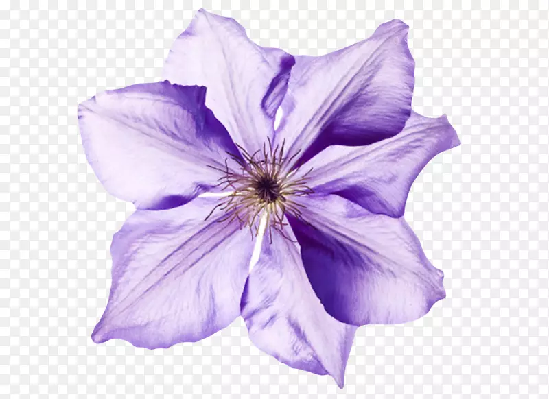 紫色有观赏性透白的一朵大花实物