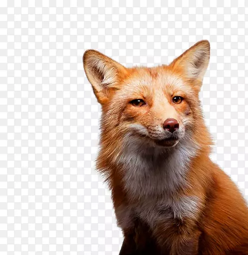 免抠素材狐狸图片