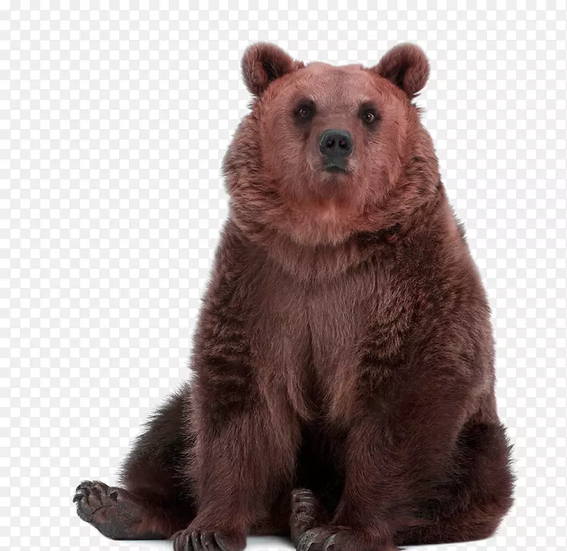 可爱的棕熊