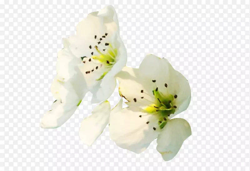 白梨花花瓣侧面图片素材