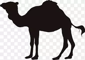 黑色骆驼