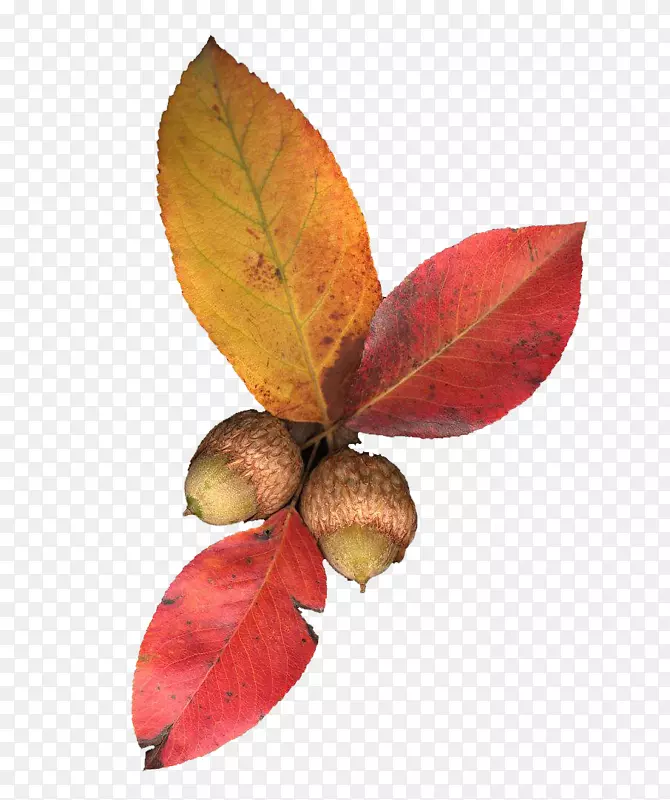 红色叶子装饰下的两颗小橡树果