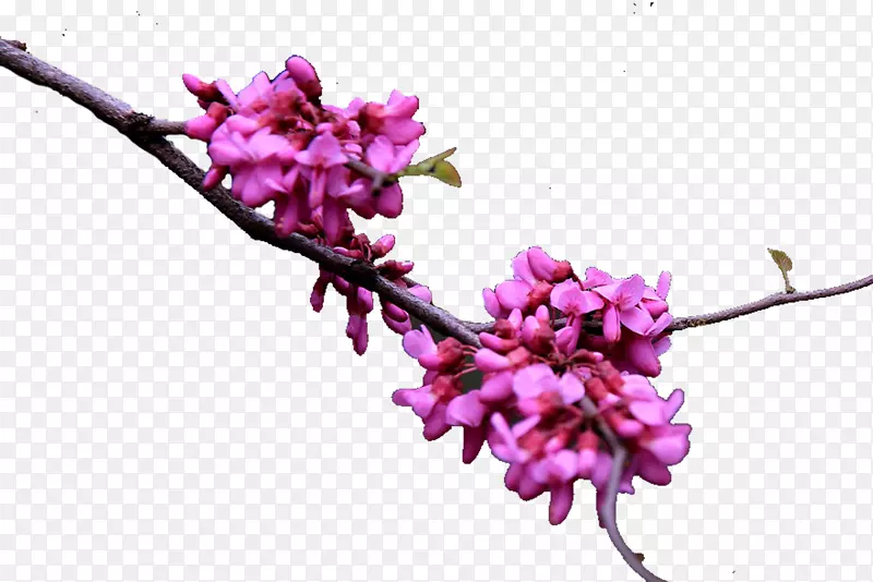小清晰紫金花