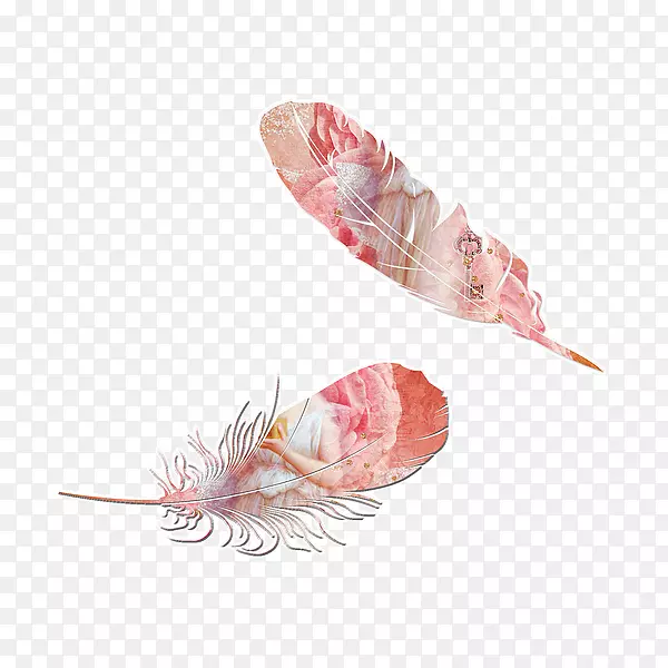 羽毛与图片