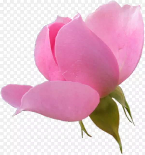 实拍粉红色开放的小花