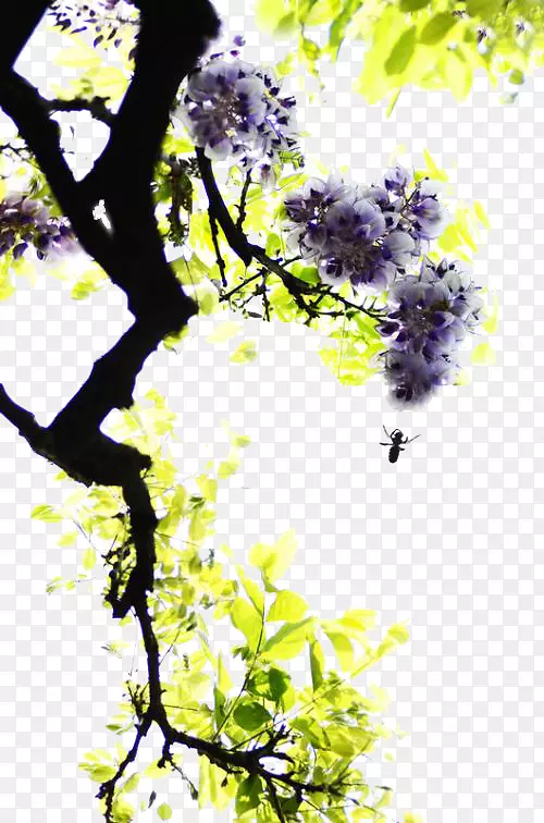 水墨画紫藤花与叶