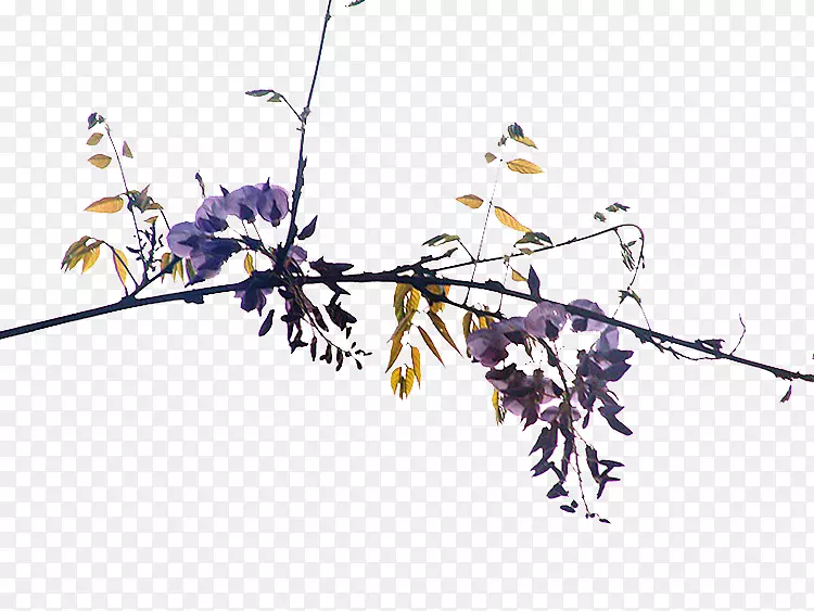 一枝紫藤花