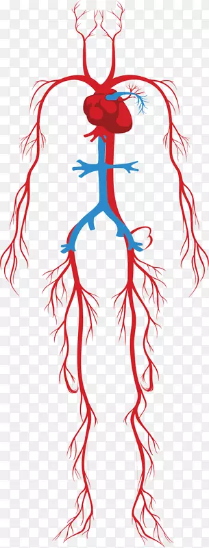 人体系统的颈动脉
