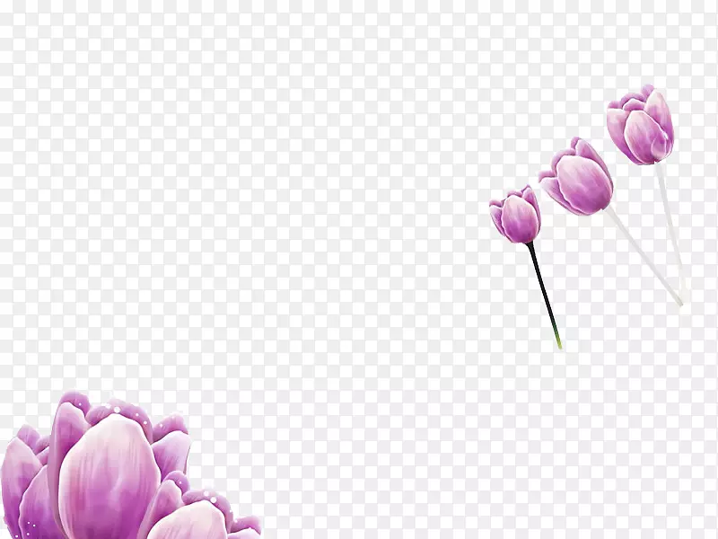 免抠素材之紫色郁金香