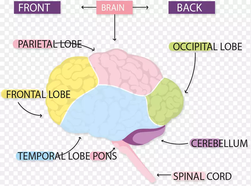 大脑结构信息图表
