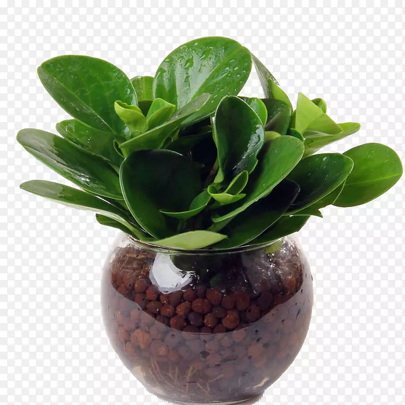 水培植物