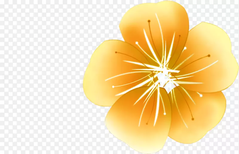 橙黄色时尚花朵海报效果图