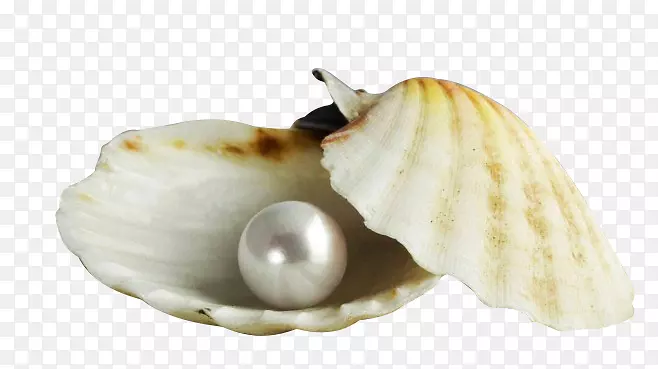 贝壳珍珠素材