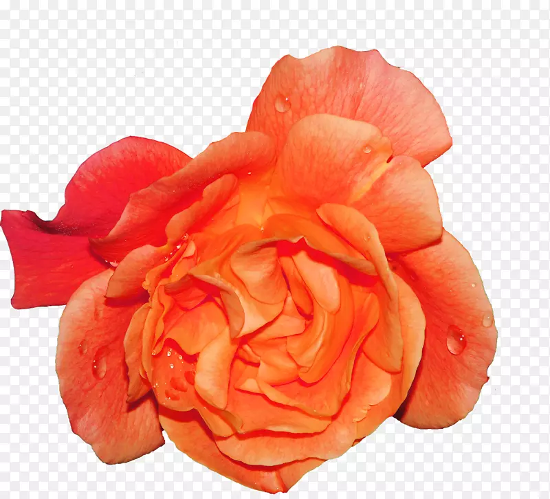 一朵橙黄色玫瑰花