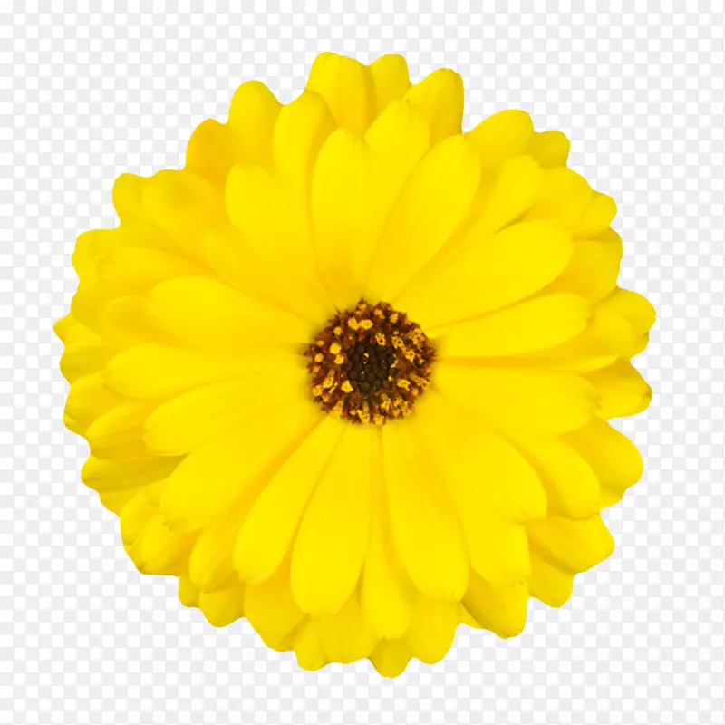 黄色有观赏价值的三层的一朵大花