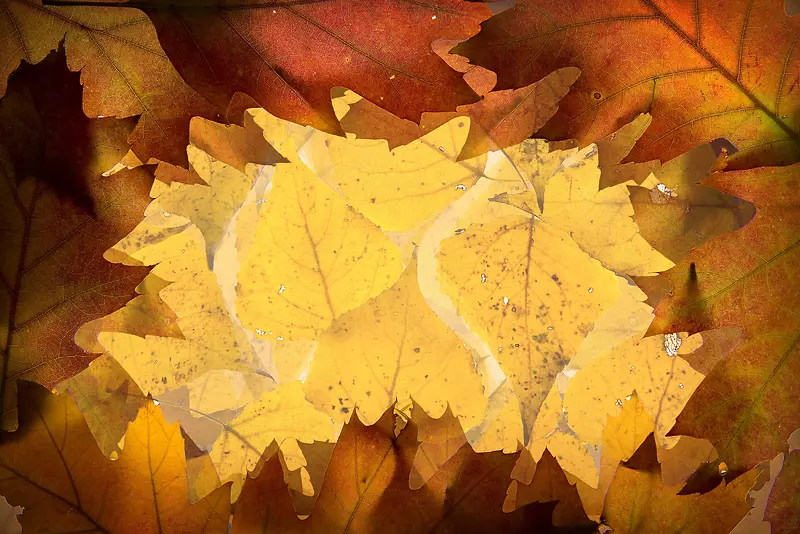 秋季树叶背景底纹