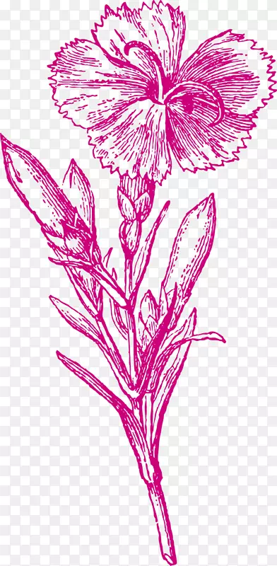 植物手绘风格矢量康乃馨