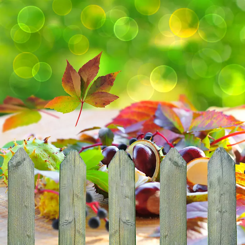 树叶水果与栅栏背景