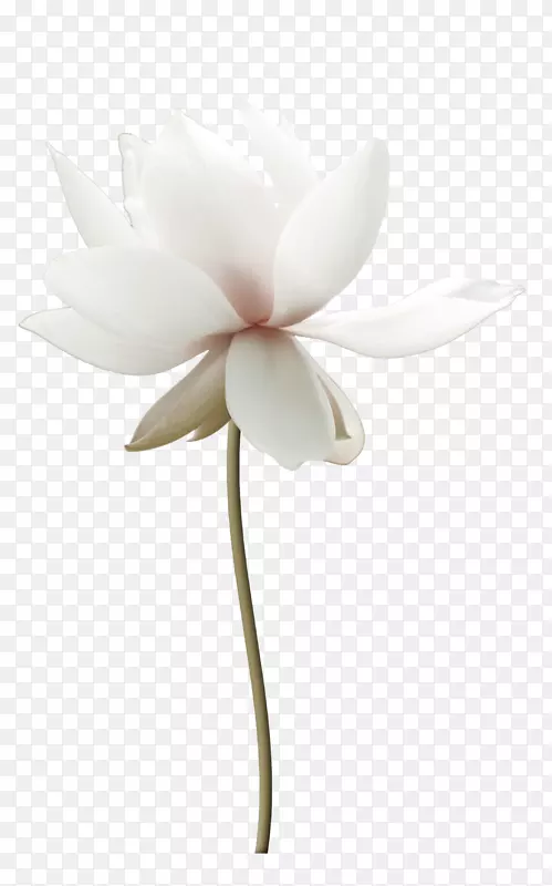白色莲花荷花装饰图案