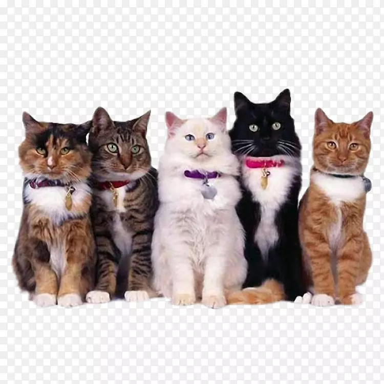5只猫咪