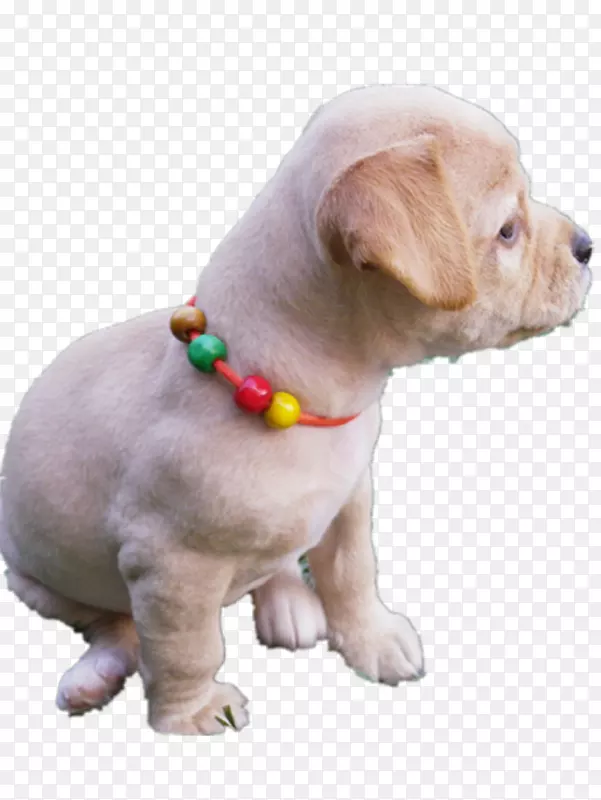 漂亮的幼犬