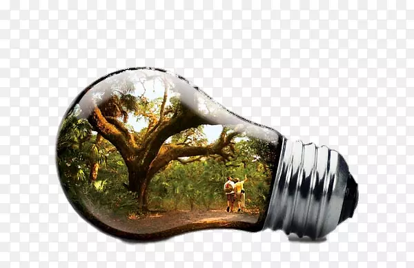 创意灯泡中的大树