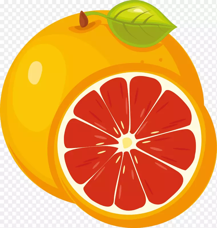 橙子切面矢量素材图