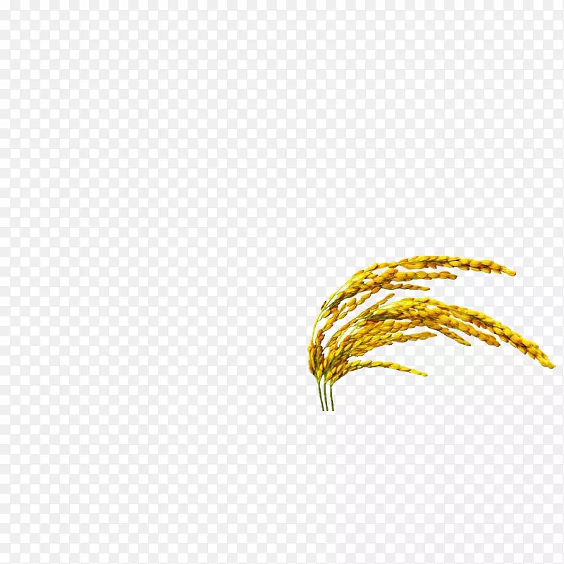 水稻真实水稻麦穗稻谷金黄色